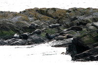 Seal Colony on The Calf of Man